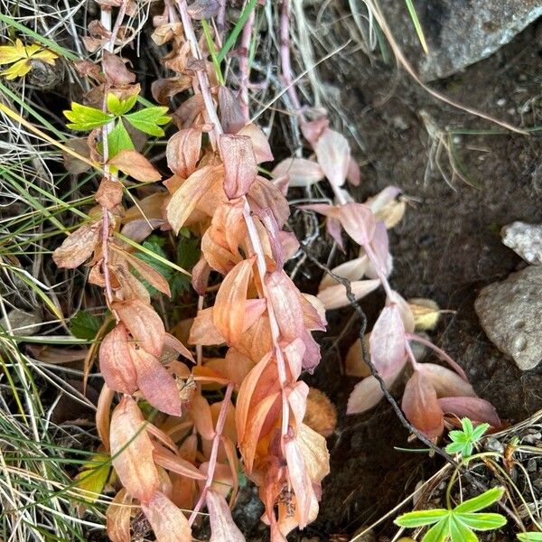 Rhodiola rosea Leht