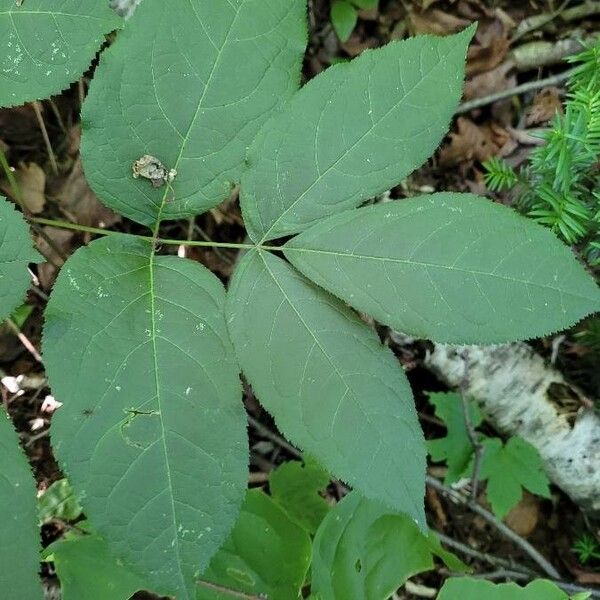 Aralia nudicaulis Levél