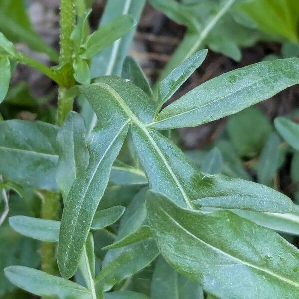 Reseda lutea Leaf