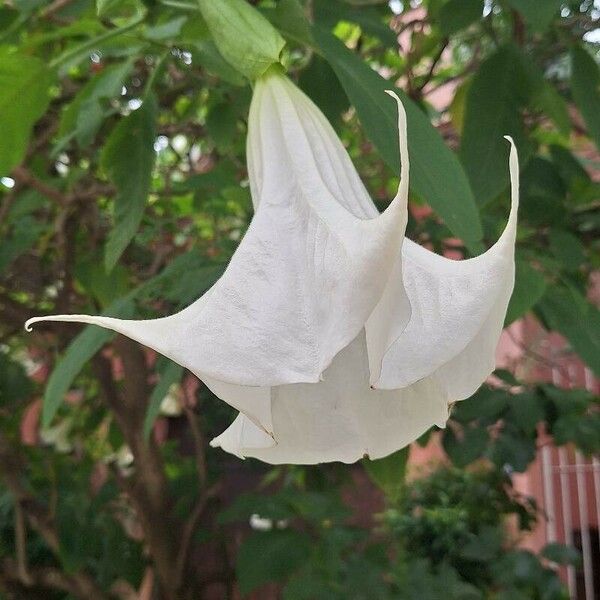 Brugmansia × candida Õis