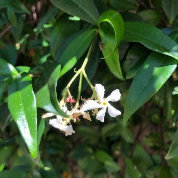 Trachelospermum jasminoides List