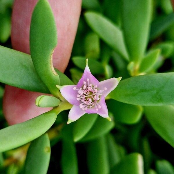 Sesuvium portulacastrum Flower