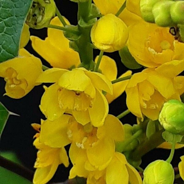 Berberis repens Flor