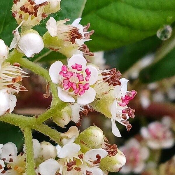 Cotoneaster coriaceus Квітка