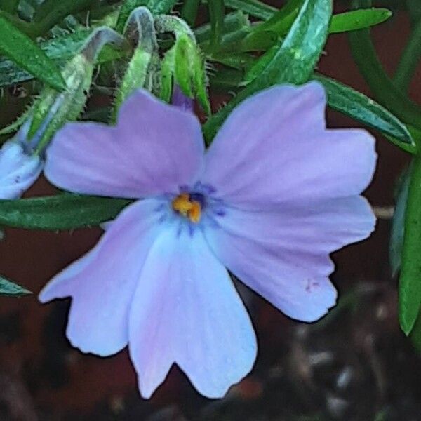 Phlox subulata Flower