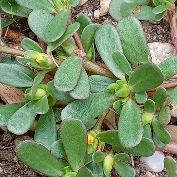 Portulaca oleracea برگ