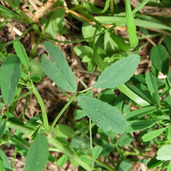 Melilotus indicus Leaf