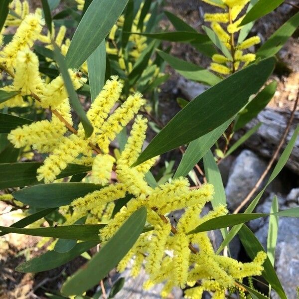 Acacia longifolia Kvet