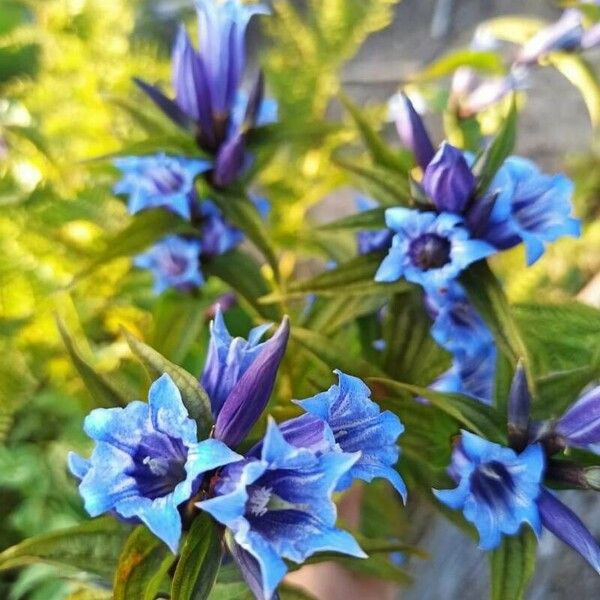 Gentiana asclepiadea പുഷ്പം