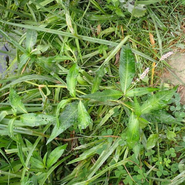 Persicaria maculosa Habit