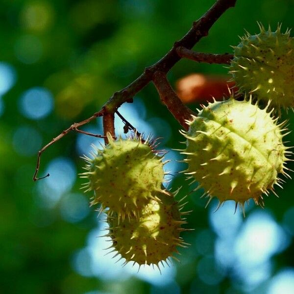 Aesculus hippocastanum Fruit