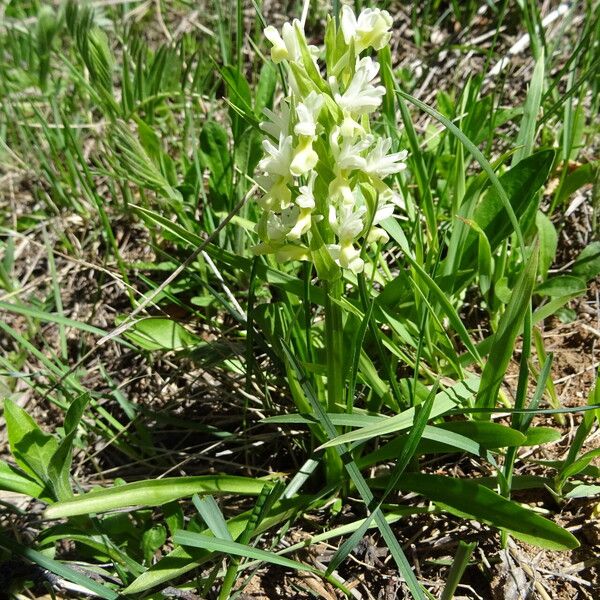 Dactylorhiza romana Flower