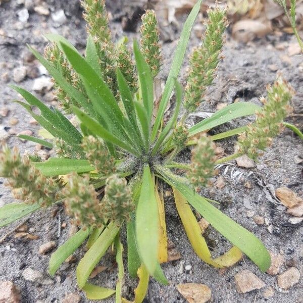 Plantago bellardii Fuelha