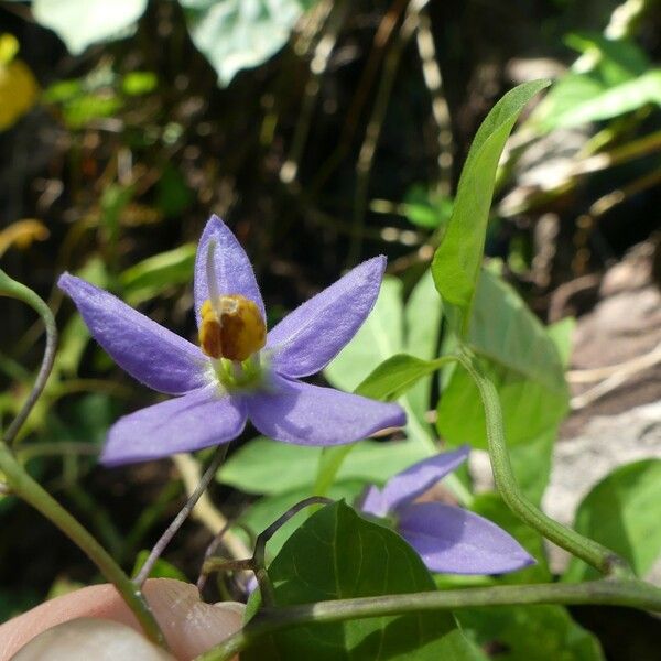 Solanum seaforthianum Floro