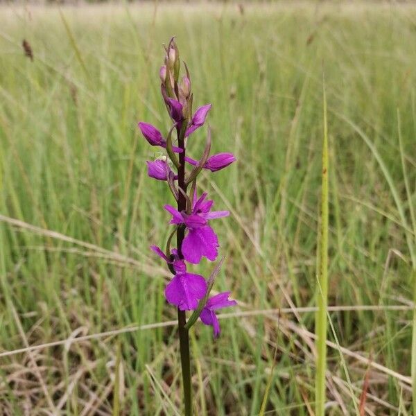 Anacamptis palustris Цветок