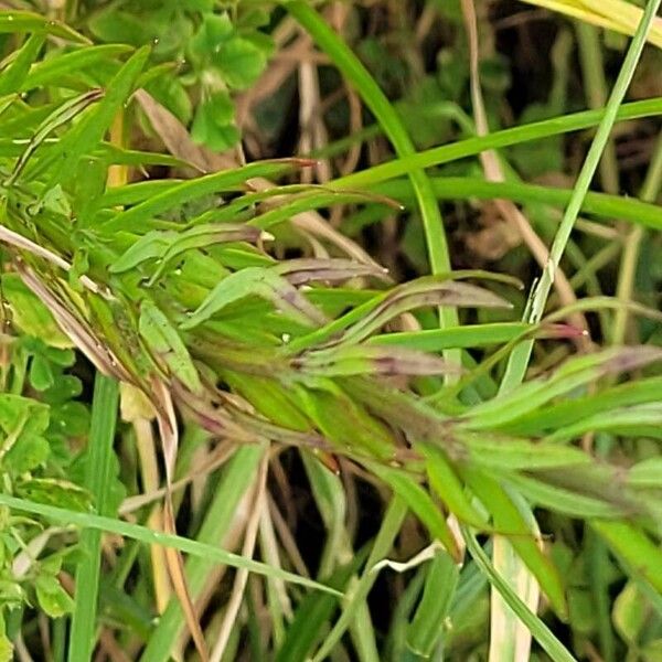 Linaria repens Leaf