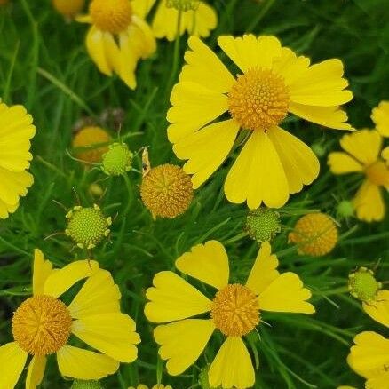 Helenium amarum Bloem