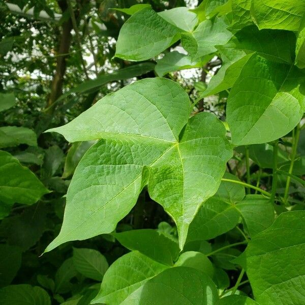 Gossypium barbadense List