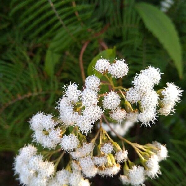 Ageratina riparia Virág