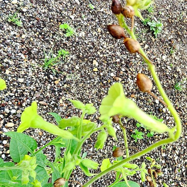 Nicotiana rustica Flors