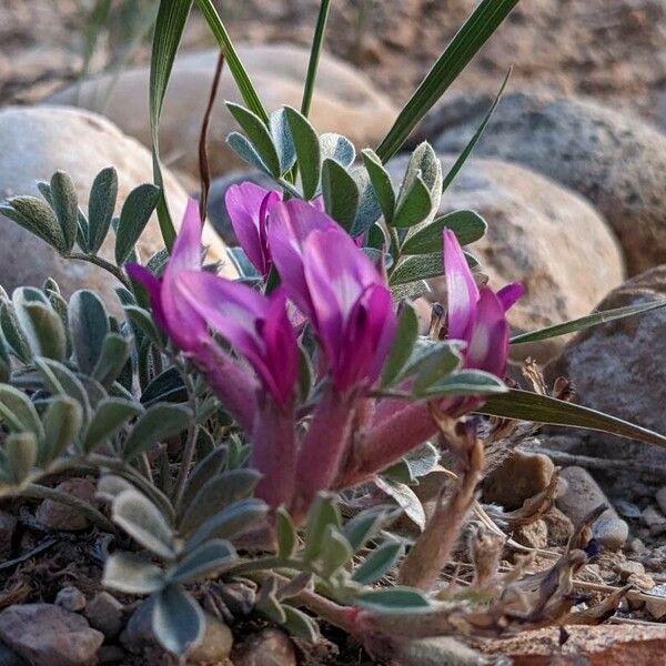 Astragalus missouriensis Habit