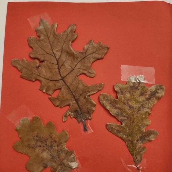 Quercus robur Folha