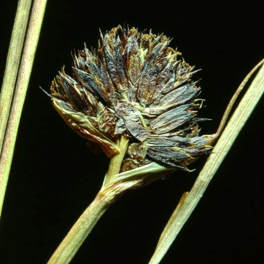 Juncus ensifolius 果実