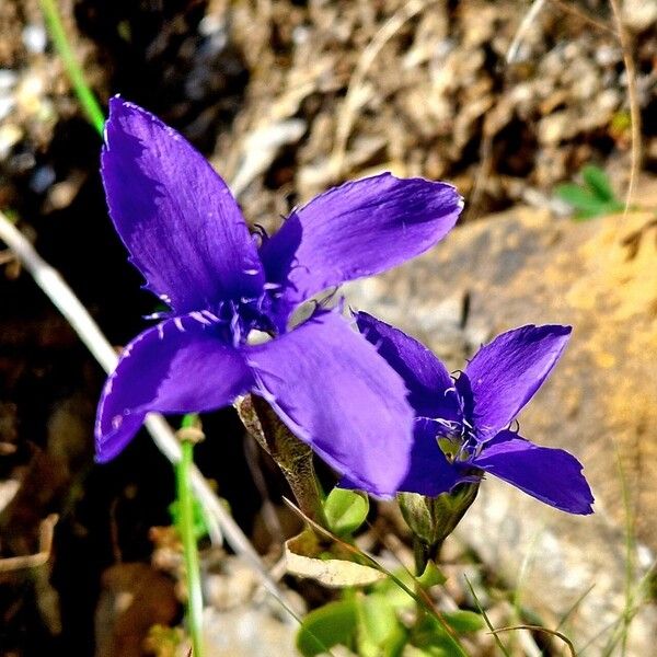 Gentianopsis ciliata Flower