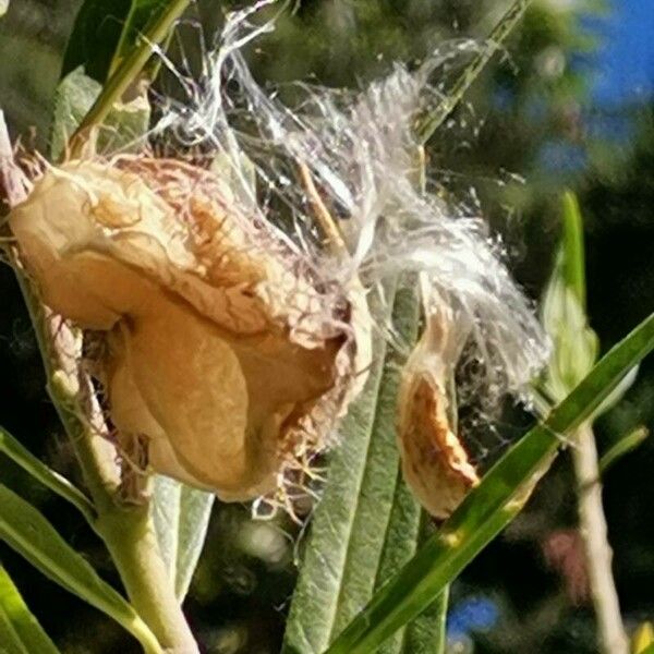 Gomphocarpus fruticosus Fruto