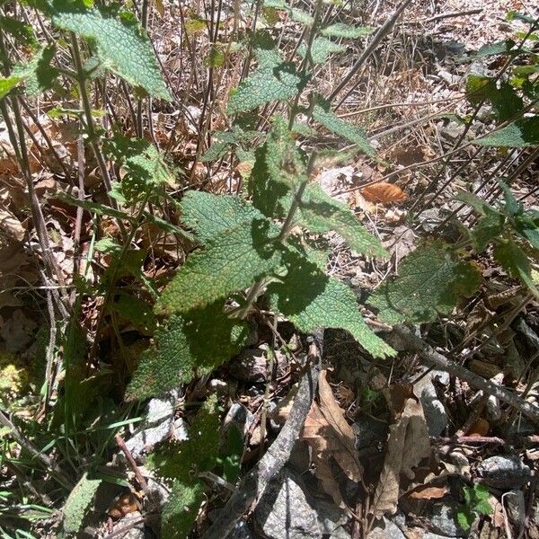 Teucrium scorodonia Feuille