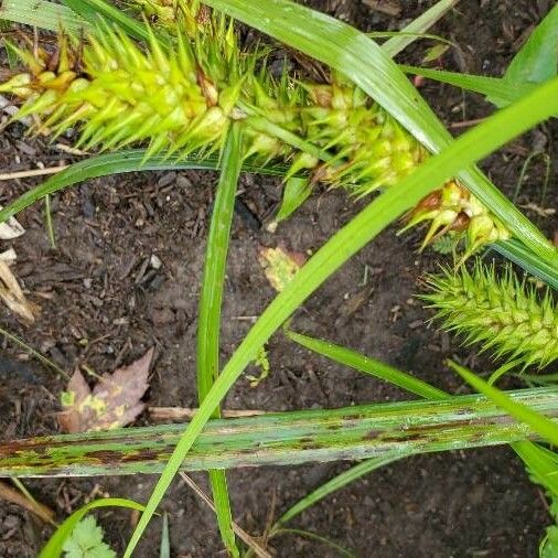 Carex lupulina 葉