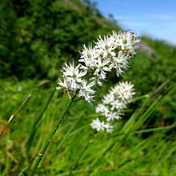 Triantha glutinosa Flor