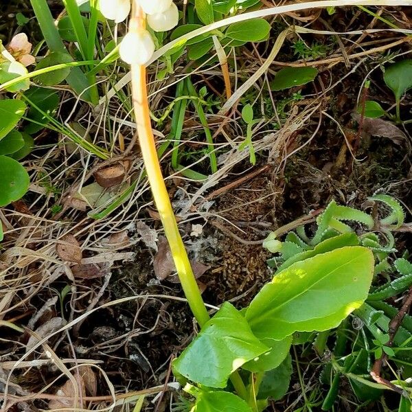 Pyrola minor Flower