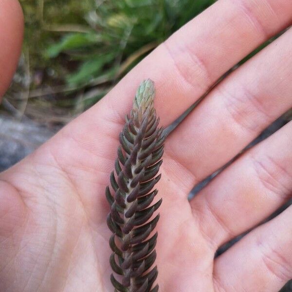 Petrosedum ochroleucum Blad