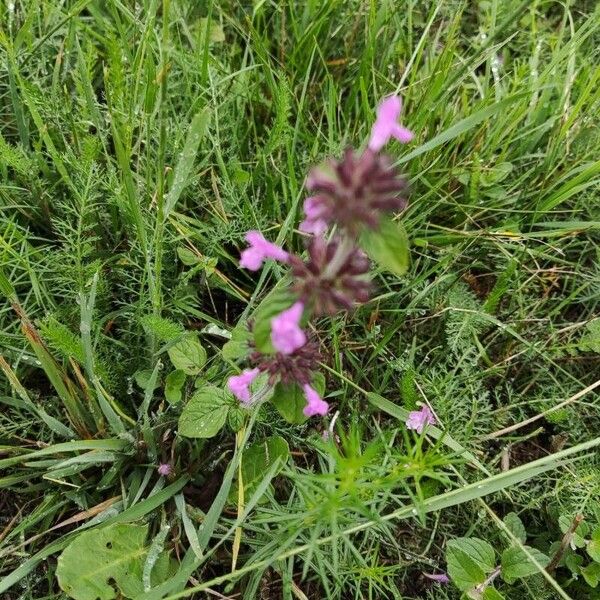 Clinopodium vulgare Kwiat