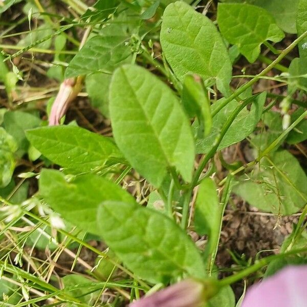 Convolvulus arvensis Blatt