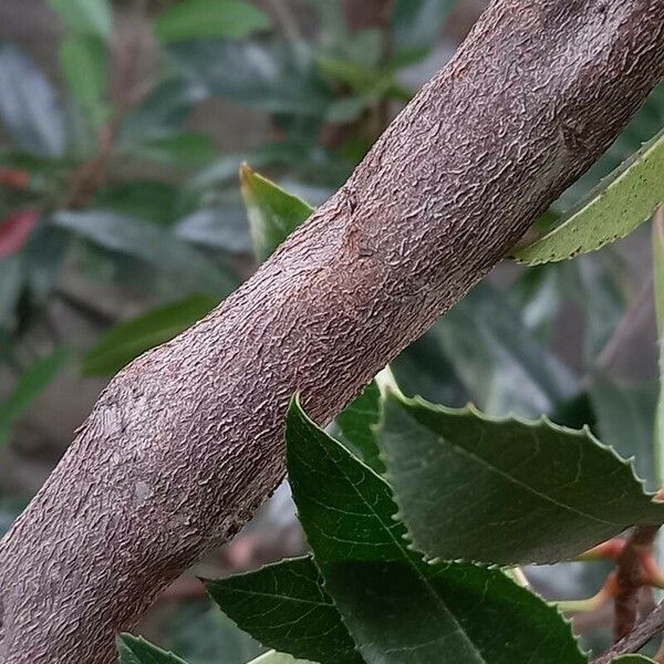 Photinia arbutifolia বাকল