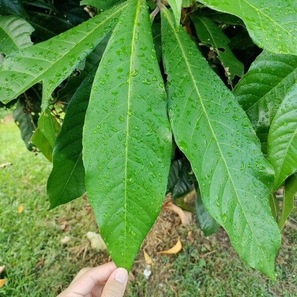 Barringtonia racemosa Лист