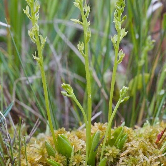 Hammarbya paludosa 整株植物