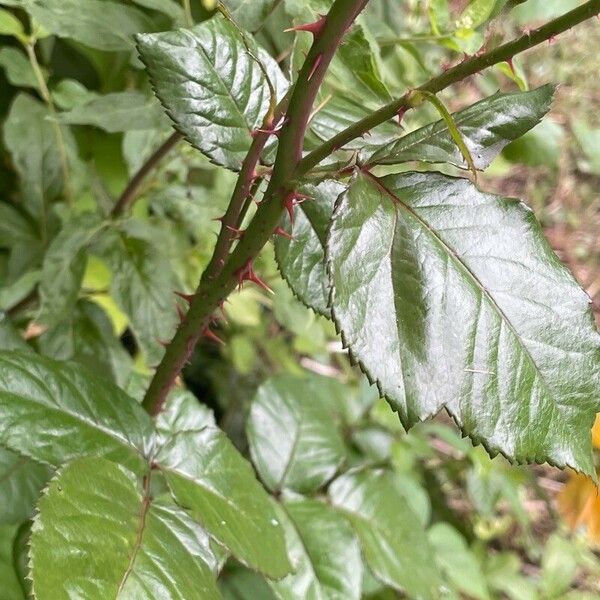 Rosa foetida Schors