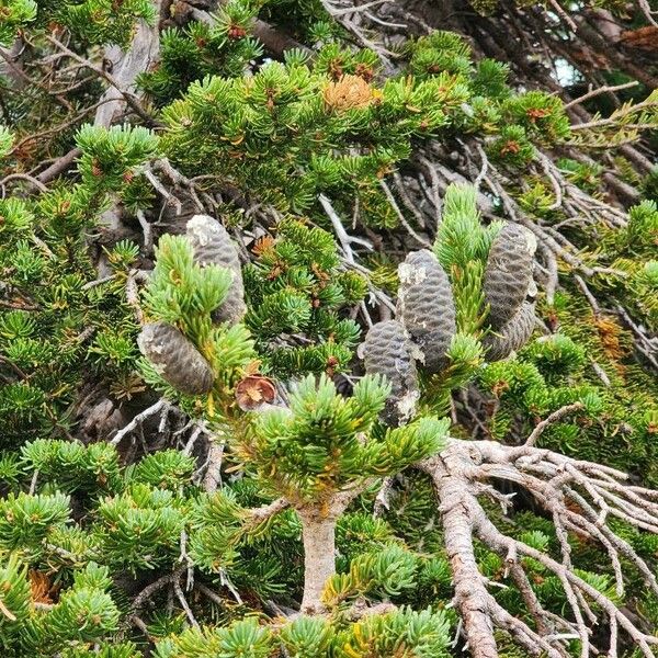 Abies lasiocarpa Plod