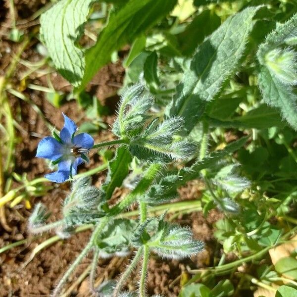 Borago officinalis Cvet