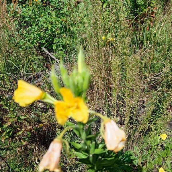 Oenothera parviflora Bloem