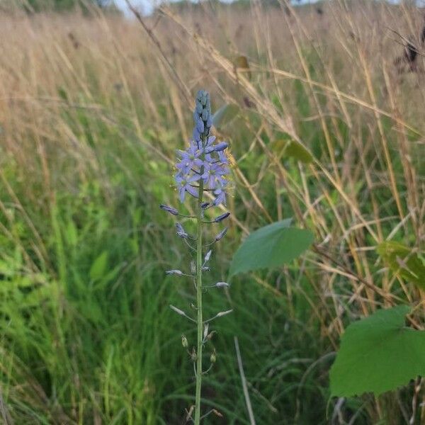 Camassia scilloides Blomst