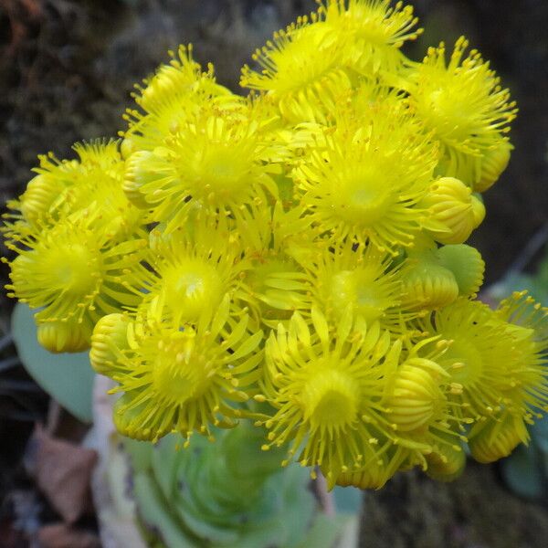 Aeonium diplocyclum Kvet