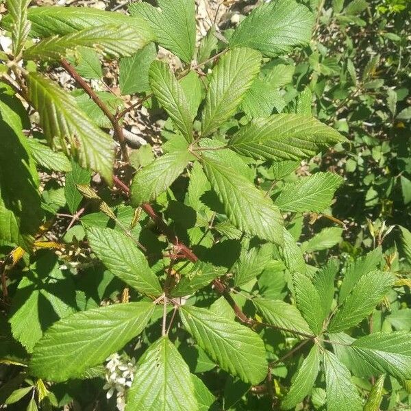Rubus canescens List
