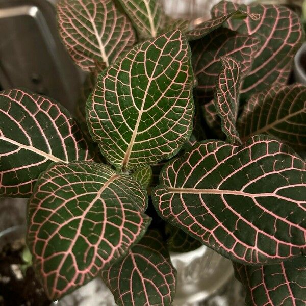 Fittonia albivenis 叶