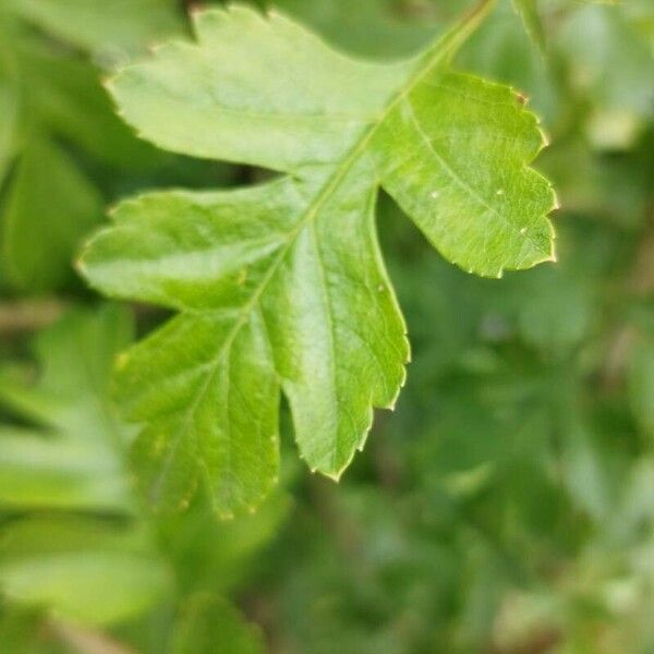 Crataegus x media Лист