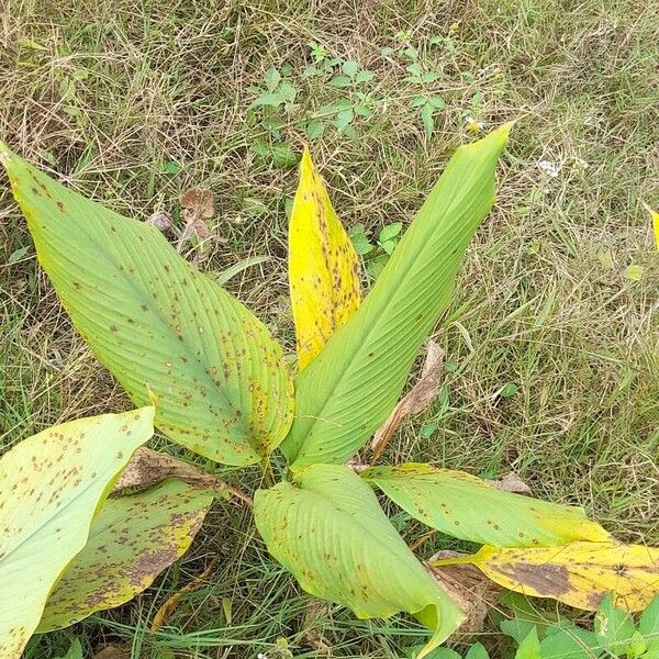 Curcuma longa Fuelha