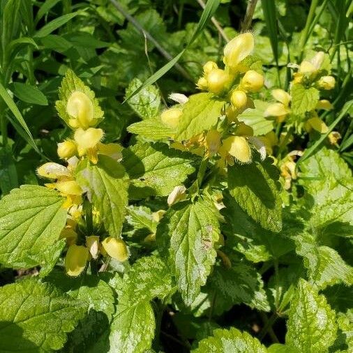 Lamium galeobdolon Flor